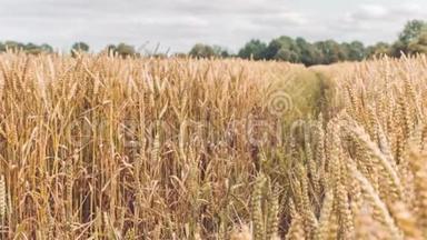 干燥的金色麦穗在田间，轻微的缓慢运动